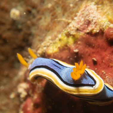 Annas Chromodoris 'in ya da Kromodoris annae' nin Filipinler 'deki tropikal mercan resiflerinde çekilmiş bir süpermakro fotoğrafı.. 