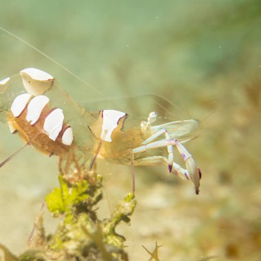 Holthuis 'in temiz karideslerinden Ancylomenes Holthuisi' nin süper makro fotoğrafı. Fotoğraf: Puerto Galera, Filipinler