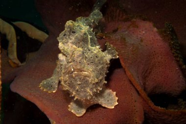 Deniz ortamında saklanan boyalı bir kurbağa balığı, Antennarius Pictus. Fotoğraf: Puerto Galera, Filipinler