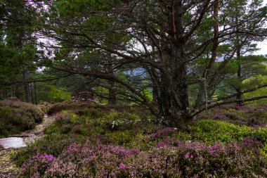 Royal Deeside, Ballater 'daki Woodland' da. Aberdeenshire, Sotland, İngiltere. Cairngorms Ulusal Parkı.
