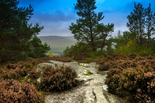 Wzgórze Craigendarroch Royal Deeside Ballater Aberdeenshire Szkocja Wielka Brytania Park — Zdjęcie stockowe