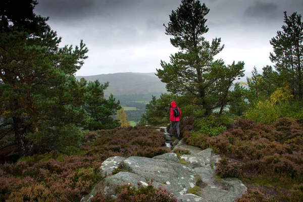 Caminhante Topo Craigendarroch Hill Ballater Royal Deeside Aberdeenshire Escócia Reino — Fotografia de Stock