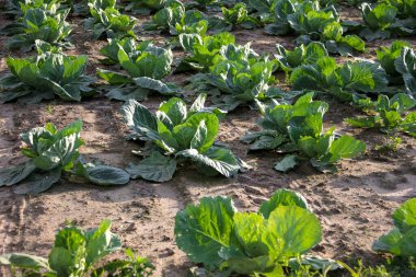 Taze yetişmiş lahana tarlası.
