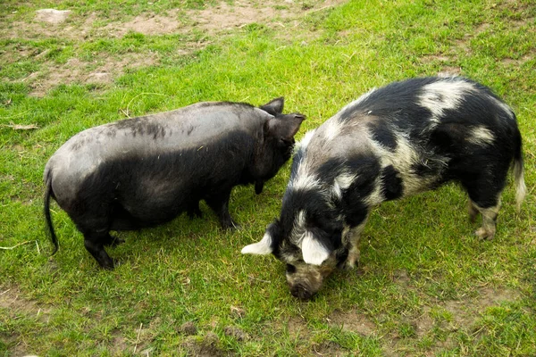 Schwarzes Schwein Weidet Auf Der Wiese — Stockfoto