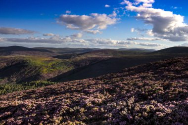 Cairngorms Ulusal Parkı 'nda yürüyüş parkurunda. Glen Dye, Aberdeenshire, İskoçya, İngiltere. 