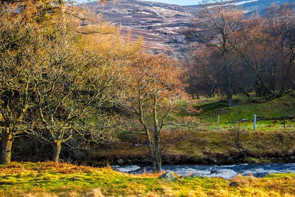 Φθινόπωρο Στο Εθνικό Πάρκο Cairngorms Glen Mark Angus Σκωτία Ηνωμένο — Φωτογραφία Αρχείου