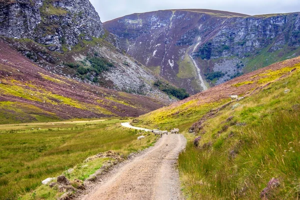 Trilha Caminhada Parque Nacional Cairngorms Angus Escócia Reino Unido Escócia — Fotografia de Stock