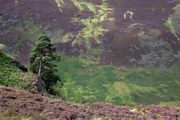 Landwirtschaftliche Produkte Angus Schottland Vereinigtes Königreich — Stockfoto