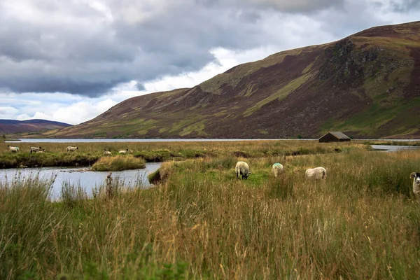 Schots Landelijk Landschap Angus Scotland Verenigd Koninkrijk — Stockfoto