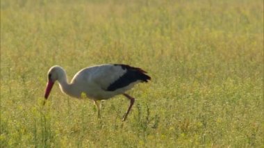 Beyaz Leylek (lat. Ciconia ciconia) bataklıkta. Beyaz leylek Belarus 'un sembollerinden biridir. Siyah uçlu, uzun boyunlu, uzun, ince, kırmızı gagalı ve uzun kırmızı bacaklı beyaz bir kuştur.