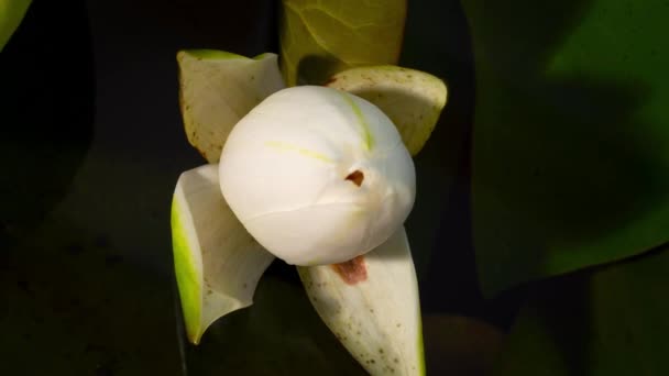 Der Weiße Lotus Öffnet Sich Morgen Zeitraffer Aufnahmen Von Weißwasser — Stockvideo