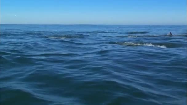 Golfinho Golfinho Mar Negro Tursiops Truncatus Ponticus Popularidade Dos Golfinhos — Vídeo de Stock