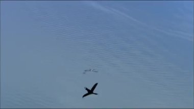 Kuzey yarımkürede bulunan kırmızı boğazlı dalgıç ya da kızıl boğazlı göçmen su kuşu. Evlilik elbisesinde, boynun ön tarafındaki kırmızımsı (
