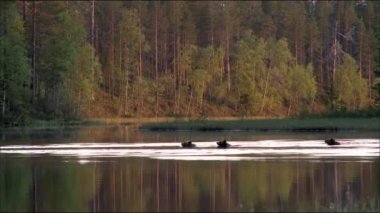 Kahverengi ayı ya da sıradan ayı (Lat. Ursus arktos, ayı ailesinin en büyük kara yırtıcılarından biri olan yırtıcı bir memelidir..