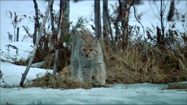 Euraziatische Lynx (Lynx lynx) in de met sneeuw bedekte taiga. Op de oren zitten lange kwastjes. De Euraziatische lynx komt voor in Siberië, Midden-, Oost- en Zuid-Azië, Noord-, Midden- en Oost-Europa. — Stockvideo