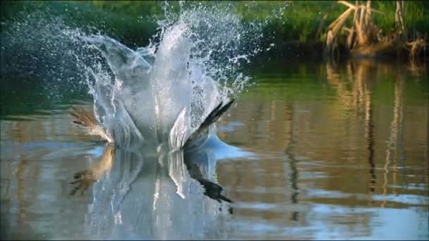 Osprey. La dieta consiste enteramente en pescado. Cuando la víctima es detectada, el pájaro desciende rápidamente, saca sus piernas hacia adelante, tira de sus alas hacia atrás y se hunde en el agua con sus piernas hacia adelante . — Vídeo de stock