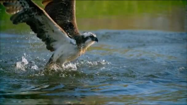 Osprei. Het dieet bestaat volledig uit vis. Als het slachtoffer wordt gedetecteerd, daalt de vogel snel, steekt zijn benen naar voren, trekt zijn vleugels naar achteren en zinkt in het water met zijn benen naar voren.. — Stockvideo