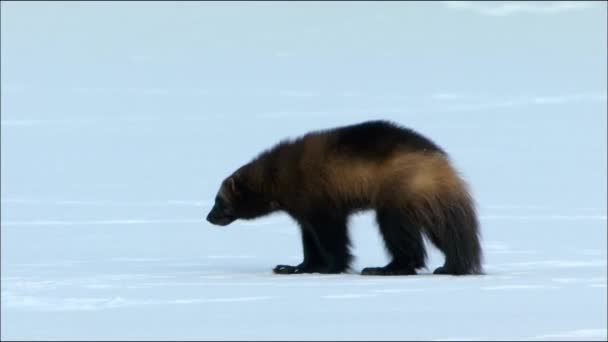 The Wolverine (lat. Gulo gulo) is a predatory mammals of the marten family.  The fur of the Wolverine is thick, long, rough, has a brown or brown-black color with a yellow or Golden stripe — Stock Video