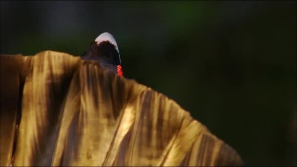 Ο μαύρος αγριόγαλος (Λατ. Το Lyrurus tetrix είναι ένα κοινό πτηνό της οικογένειας φασιανών που ζει στο δάσος, τη δασική στέπα και εν μέρει τις ζώνες στέπας της Ευρασίας. Αντικείμενο του κυνηγιού. — Αρχείο Βίντεο