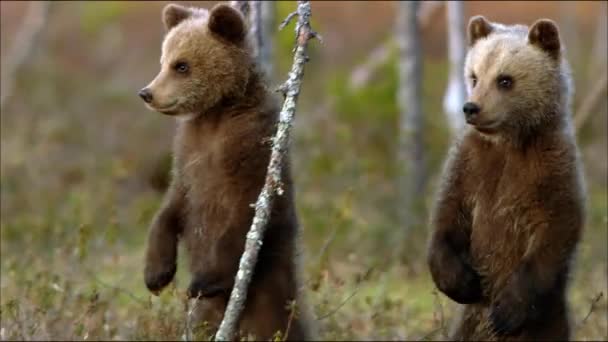 새끼 곰들은 굴 근처의 숲에서 놀고 있습니다. 갈색 곰 ( 또는 보통의 곰 ). 어 수스 아케이드 토스 (Ursus arctos) 는 곰 과에 속하는 포식 동물로 육지에서 가장 큰 포식 동물중 하나 이 다. — 비디오