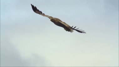Beyaz kuyruklu kartal, atmaca familyasından yırtıcı bir kuştur. Uçuşta, kuş geniş kanatlarını yatay olarak tutar. Beyaz kuyruklu kartal Avrupa 'nın dördüncü büyük yırtıcı kuşudur..