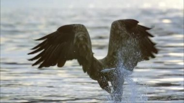 Beyaz kuyruklu kartal, atmaca familyasından yırtıcı bir kuştur. Uçuşta, kuş geniş kanatlarını yatay olarak tutar. Beyaz kuyruklu kartal Avrupa 'nın dördüncü büyük yırtıcı kuşudur..