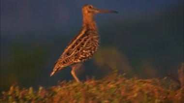 Büyük çulluk (Gallinago medyası) akıntıda. Islak bataklıklarda, nehirlerin ovalarında ve Avrasya 'nın kozalaklı ormanlarının enlemlerinde İskandinavya' dan Yeniseiler 'e kadar ürerler..