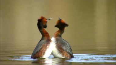 Kırmızı boyunlu yunus (Podiceps Auritus). Küçük göllerde ürerler ve nehirlerin taşkın ovalarında öküz kuşağı gölleri kışın denize göç eder.. 