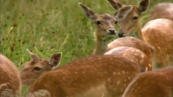 Rådjur, eller europeiska dovhjortar (Dama dama) av genomsnittlig storlek, vanliga i Europa och Asien. Det kännetecknas av breda horn, särskilt i Mogna män, och såg en sommar färg. — Stockvideo