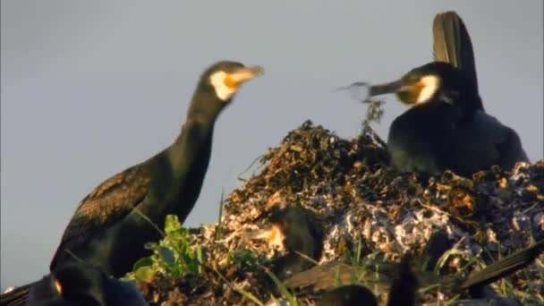 Cormorano (lat. Phalacrocorax) è un genere di uccelli marini della specie Gannet, distaccamento pelecanoides. Vivono sulle coste marine dei continenti e delle isole, così come sulle rive di fiumi, laghi, — Video Stock