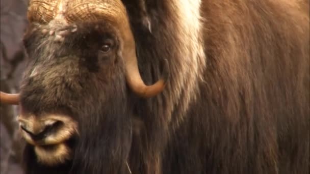 Musk ox. About 3.5 million years ago, the ancestors of musk oxen descended from the Himalayas and spread across Siberia and the rest of Northern Eurasia — Stock Video