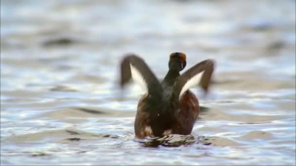 赤首グローブ（Podiceps auritus） 。川の氾濫原にある小さな湖やオックスフォード湖で繁殖し、冬には海に移動します。. — ストック動画