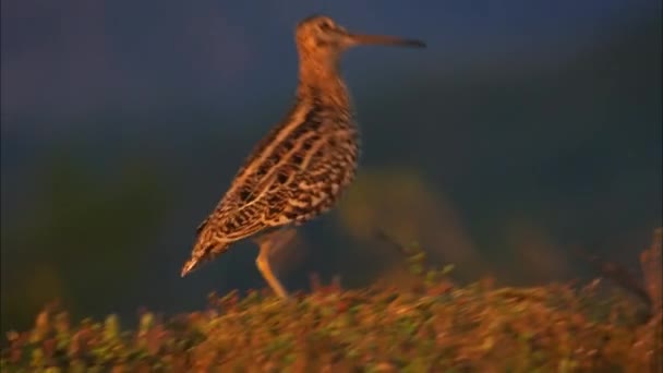 Skvělý úder (Gallinago media) do proudu. Pěstuje se ve vlhkých bažinách, v nížinách řek a na trávnících v zeměpisných šířkách jehličnatých lesů Eurasie od Skandinávie po Yenisei. — Stock video