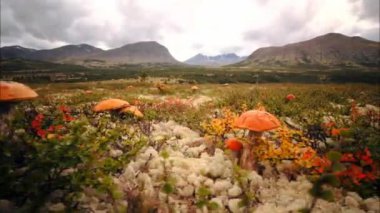 Podberezovik (lat. Leccinum scabrum), genellikle huş ağaçlı ormanlarda bulunur, bu yüzden adını almıştır. Podberezovik tundrada ve orman-tundrada ve cüce ağaçlarının yanında da bulunur..