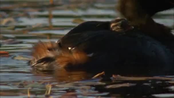 红颈油脂 Podiceps Auritus 在河流冲积平原上的小湖和牛弓湖中繁殖 在冬季移入大海 — 图库视频影像