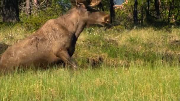 De eland of eland (Lat. Alces alces is een geslacht van herten uit de familie herten (Alces). De elanden onderscheiden zich door het brede, vlakke (of palmatale) gewei van de mannetjes.. — Stockvideo