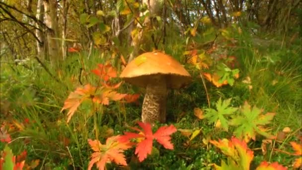 Podberezovik Lat Leccinum Scabrum Das Häufig Wäldern Mit Birken Vorkommt — Stockvideo