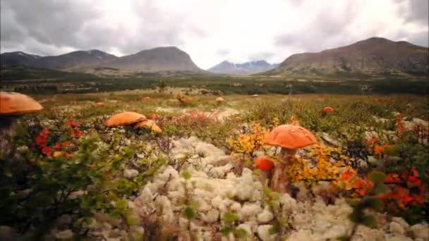 Podberezovik (lat. Leccinum scabrum), som ofta finns i skogar med björkar, fick därför sitt namn. Podberezovik finns också i tundran och skogstundran och bredvid dvärgbjörkar. — Stockvideo