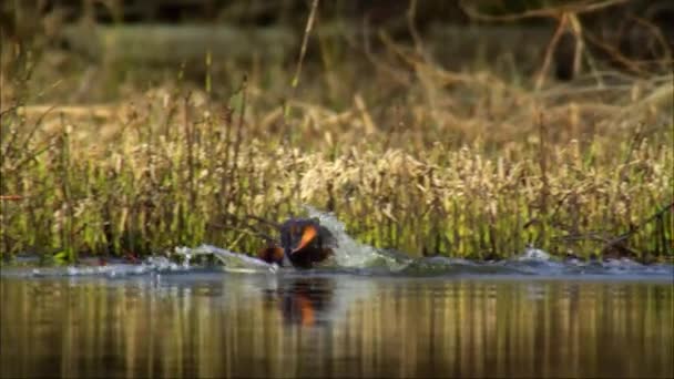 赤首グローブ Podiceps Auritus 川の氾濫原にある小さな湖やオックスフォード湖で繁殖し 冬には海に移動します — ストック動画