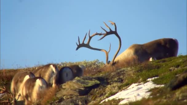 Cinta Azul Del Río Desde Altura Las Montañas Dura Naturaleza — Vídeo de stock