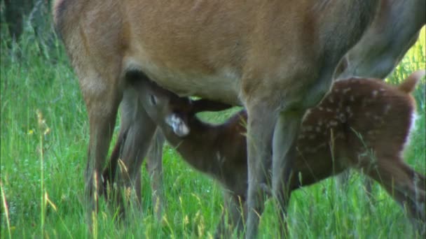 Fallow deer, or European fallow deer (Dama dama) stag of average size, common in Europe and Asia. It is characterized wide horns, especially in Mature males, and spotted a summer color. — Stock Video