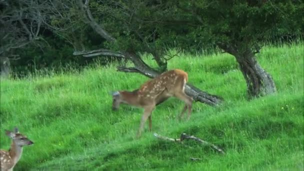 Rådjur, eller europeiska dovhjortar (Dama dama) av genomsnittlig storlek, vanliga i Europa och Asien. Det kännetecknas av breda horn, särskilt i Mogna män, och såg en sommar färg. — Stockvideo