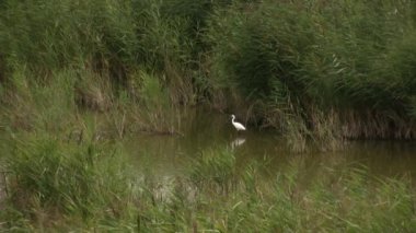 Büyük beyaz balıkçıl (Lat. Ardea alba). Yavaşça ve görkemli bir şekilde hareket eder, boynunu büker ve yiyecek için ileriye bakar. Gündüz ve alacakaranlıkta tek başına ya da grup halinde avlanır.
