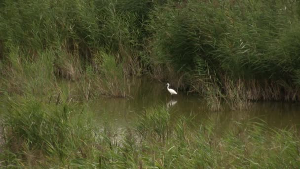 Grote Witte Reiger Lat Ardea Alba Het Beweegt Langzaam Majestueus — Stockvideo