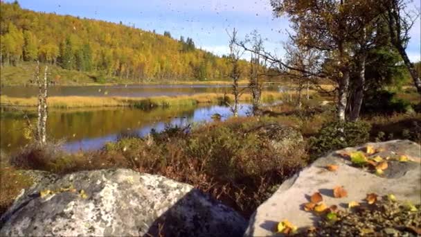 Ufer der Taiga. Flusslandschaft. Herbstwald spiegelt sich in einem Waldfluss. Goldener Herbst. Spiegelung des Himmels im Wasser. Die letzten warmen Herbsttage. Altweibersommer. — Stockvideo