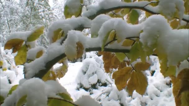 Orangefarbene Blätter unter dem ersten Schnee im Oktober. Herbstwald unter Schneefall. Der Morgenfrost, die Feuchtigkeit. — Stockvideo