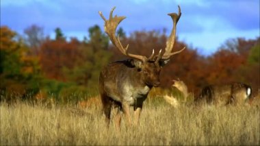 Avrupa ve Asya 'da yaygın olarak görülen, geyik cinsi geyik (Dama dama) geyiği. Özellikle olgun erkeklerde geniş boynuzlar olarak nitelendirilir ve yaz mevsiminde bir renk fark eder..