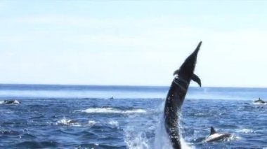 Yunus. Karadeniz şişe burunlu yunusu (Tursiops truncatus ponticus). Şişeburunlu yunusların popülaritesi sinema ve kurguda sayısız atıftan ve öğrenme yeteneğinden kaynaklanır.