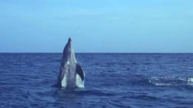 Yunus. Karadeniz şişe burunlu yunusu (Tursiops truncatus ponticus). Şişeburunlu yunusların popülaritesi sinema ve kurguda sayısız atıftan ve öğrenme yeteneğinden kaynaklanır.