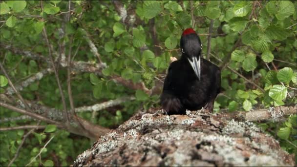 Black woodpecker (lat. Dryocopus martius)near its nest. With its large size and black plumage with a red cap it differs markedly from other woodpeckers. — Stock Video